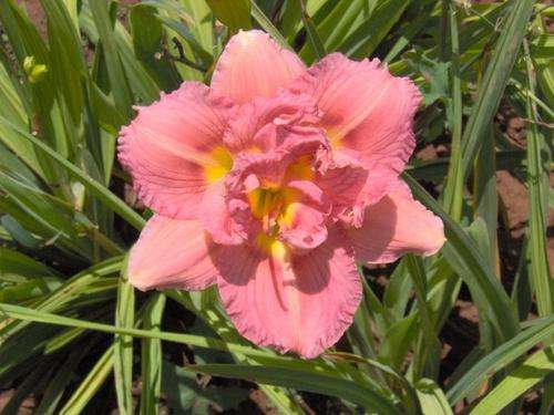 Daylily Plants: KARLA ROSE - Double layered brilliant pink flowers **VERY LIMITED!**