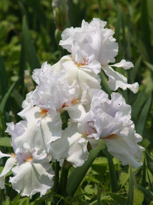 Iris Plants: 'MESMERIZER' - MASSIVE!!!! Ice-white (One of our strongest performers!)