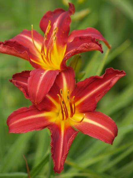 Daylily Plants:   'ALLAN' - starshaped, cherry red flowers