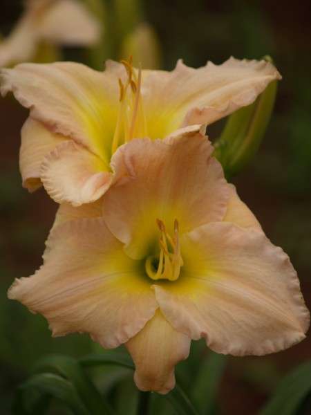 Daylily Plants: ALVATINE TAYLOR  - BIG, pearly pink flowers - good substance and prolific!