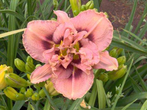 Daylily Plants: - 'SANFORD SHOWGIRL' - Beautiful DOUBLE layered! LIMITED STOCK!