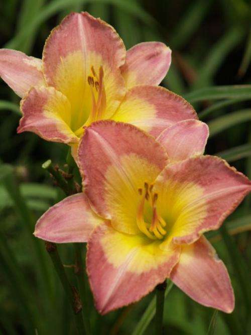 Daylily Plants: 'CZAR'S TREASURE'  - Soft pink with wide yellow throat and edging