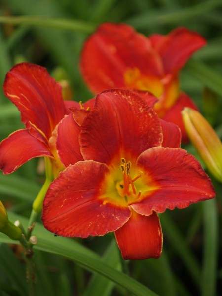 Daylily Plants  'AMADEUS' - STRIKING! Velvety, intense red flowers! Good substance!