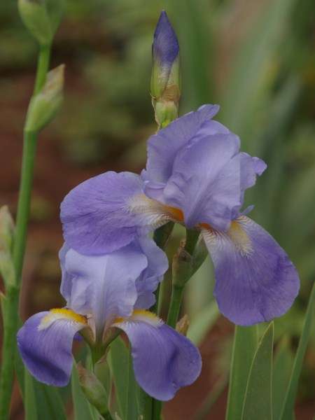 Iris Plants:  Variety: 'BLAU DONAU'  - Elegant, pastel blue flowers **PROLIFIC!** **
