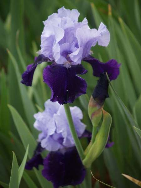 Iris Plants: 'TIPTOE BLUES'  - **BREATHTAKING colour combo!!**
