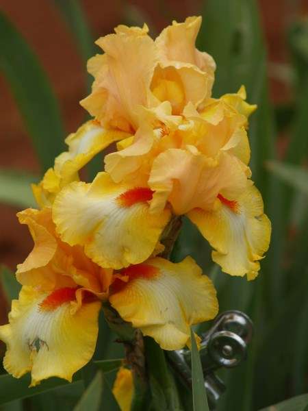 Iris Plants: 'CITY SCAPE'  - Rich yellow & white with eyecatching tangerine beard