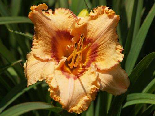 Daylily Plants: 'DESERT EDGE' **CRAZY R1 START!!** Invest in PERENNIALS!