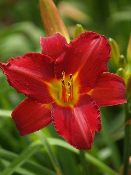Daylily Plants  'CUPIDS ARROW' - STRIKING! Intense deep red flowers with velvety texture.