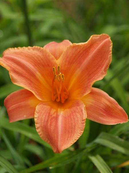Daylily Plants: 'PEACH MELBA' - Lovely big, broadleaved  peach coloured flowers
