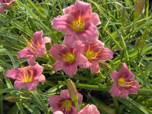 Daylily Plants : EUNICE - *SOMETHING DIFFERENT!* *Miniature variety* Low growing, ideal for borders!