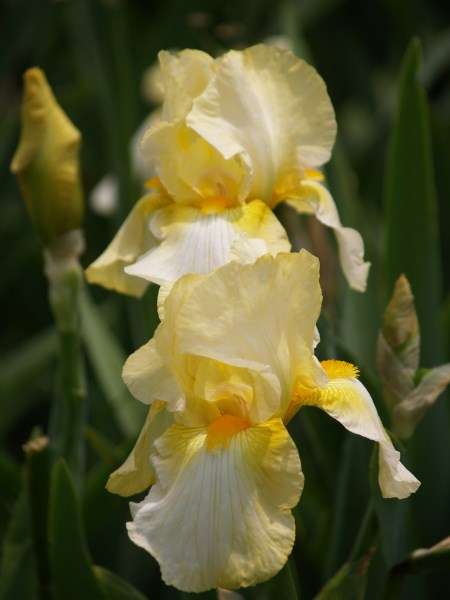Iris Plants: SUMMER PEARL - **BIG & TALL**  Soft yellow flowers.