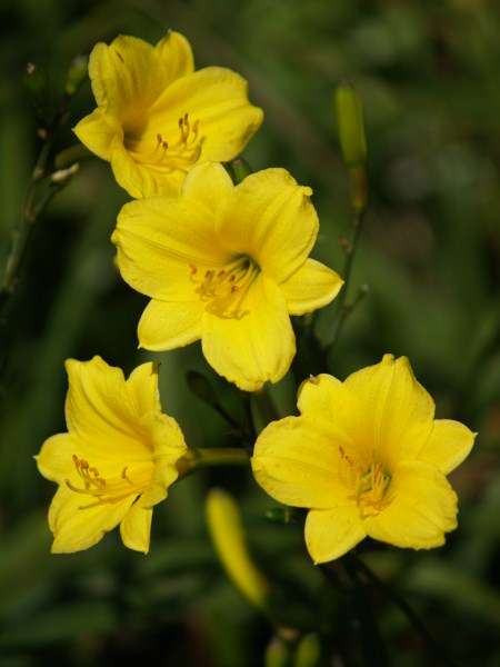 Daylily Plants: **Miniature variety!**  'Bitsy' - Petite lemon yellow flowers - *STRONG REBLOOMER!*