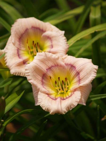 Daylily Plants : SILOAM DAVID KIRCHOFF *Miniature variety* Low growing, ideal for borders!