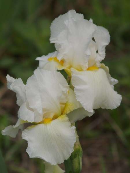 Iris Plants: 'WHITE LIGHTNING'  Pure white flowers with striking yellow beard **BEAUTIFUL!!**