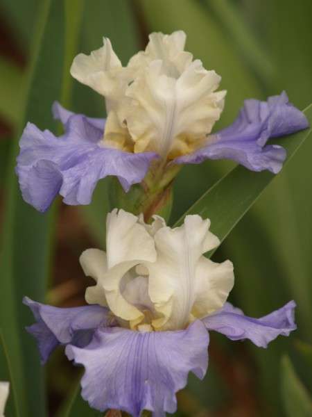 Iris Plants: 'STAIRWAY TO HEAVEN' -  **For the SERIOUS COLLECTOR!!**