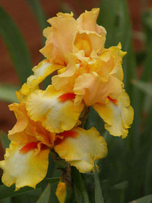 Iris Plants: 'CITY SCAPE'  - Rich yellow & white with eyecatching tangerine beard