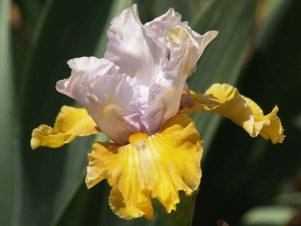 Iris Plants:  'AFFAIRE' - **NEW on bob!** Lavender-white on sparkling golden yellow falls