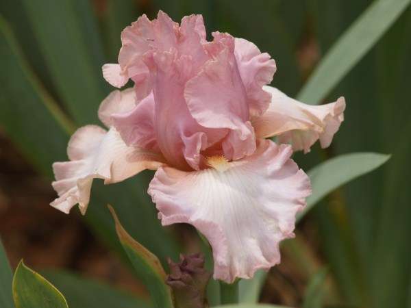 IRIS PLANTS - Variety: 'DESIGNER GOWN' - Heavily ruffled soft pink petals **BEAUT!!**