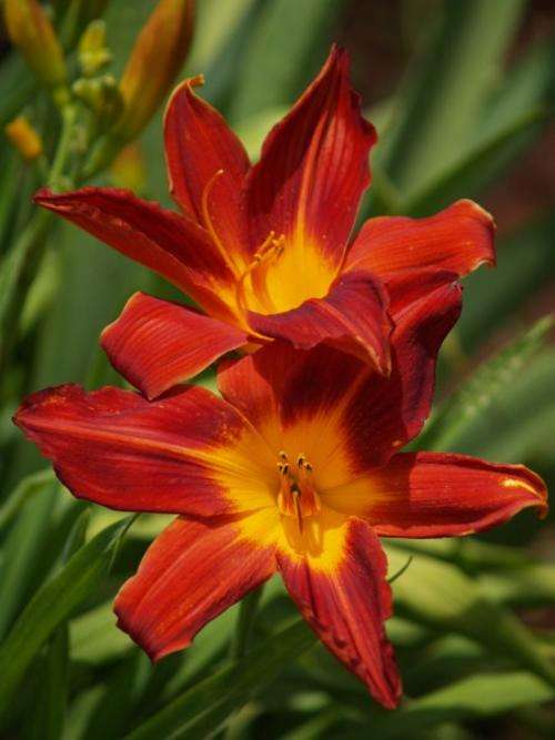 Daylily Plants  'VAGABOND KING' - STRIKING! Intense glowing  red flowers! GOOD SUBSTANCE!