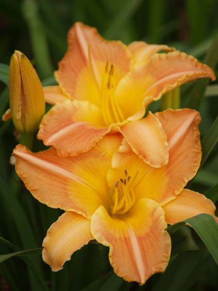 Daylily Plants: 'KANDAHAR' - Rich apricot with broad yellow throat