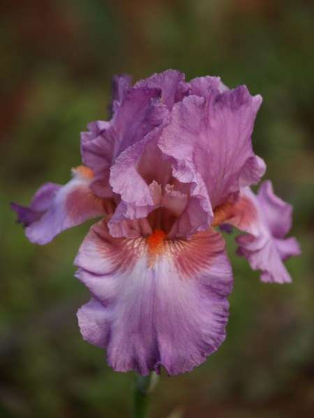 IRIS PLANTS - Variety: 'PERSIAN BERRY' - Ruffled mulled berry - eyecatching tangerine beard *NEW!*