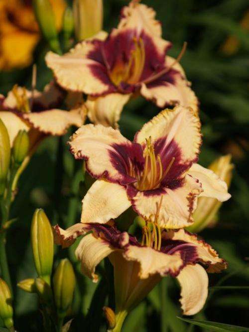 Daylily Plants:  'MPL 105' - Soft creamy yellow flowers with prominent burgundy edge & eyezone