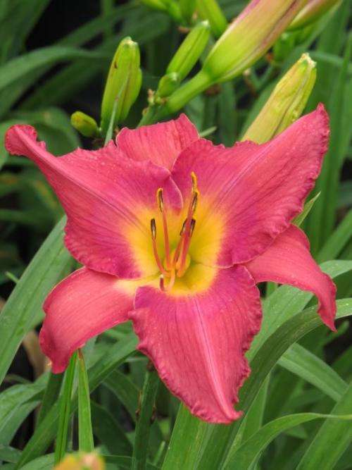 Daylily Plants: 'MPL LETITIA' -Intense watermelon pink flowers with golden yellow throat