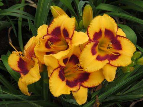 Daylily Plants: BOOROOBIN MAGIC - Turmeric yellow flowers - burgundy edge & eyezone - *LIMITED!*