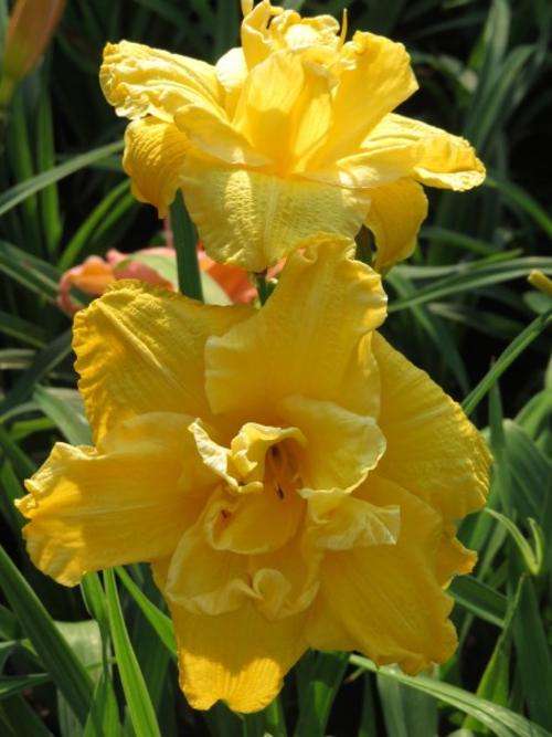 Daylily Plants: SUPER DOUBLE DELIGHT - **BIG & TALL!** Double layered flowers