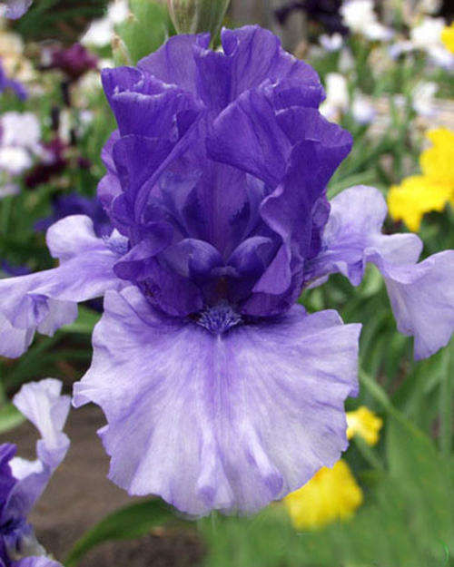 Iris Plants: Variety: TOKATEE FALLS - Blue violet, washed white - **NEW on bob!!**