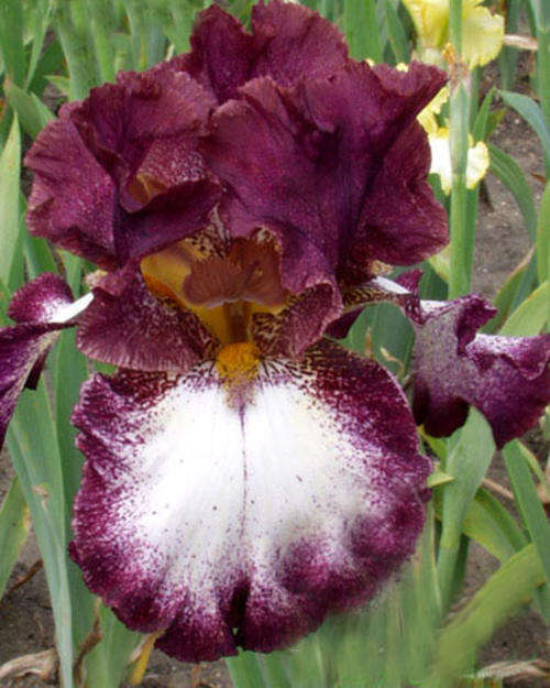 Iris Plants: JUMPING  Violet-carmine with ivory white falls