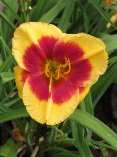 Daylily Plants: 'SUPER RED EYE' -custard yellow with prominent  red eyezone LIMITED STOCK available!