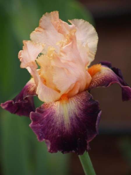 Iris Plants: LET'S BOOGIE: Creamy peach on beetroot purple falls **LIMITED STOCK!**