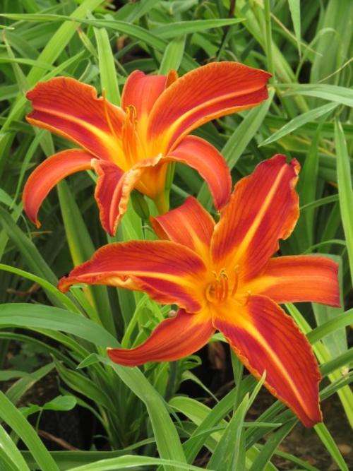 Daylily Plants: 'KING KONG' - **Fiery, red flowers** - **PROLIFIC!**