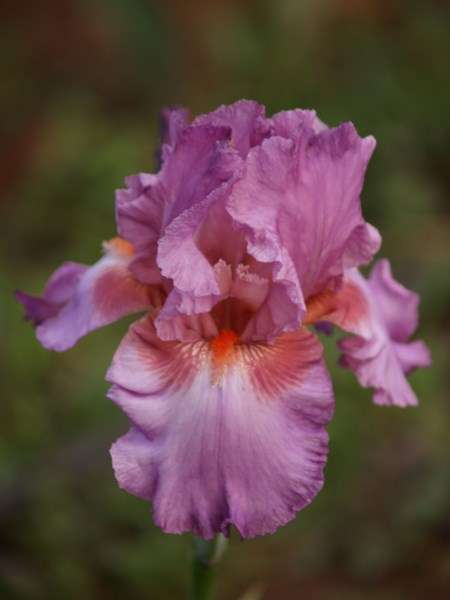 IRIS PLANTS - Variety: 'PERSIAN BERRY' - Ruffled mulled berry - eyecatching tangerine beard