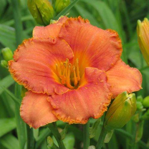 Daylily Plants: CORAL REEF (MPL 36) -  Coral Pink flowers - Good substance & bud count