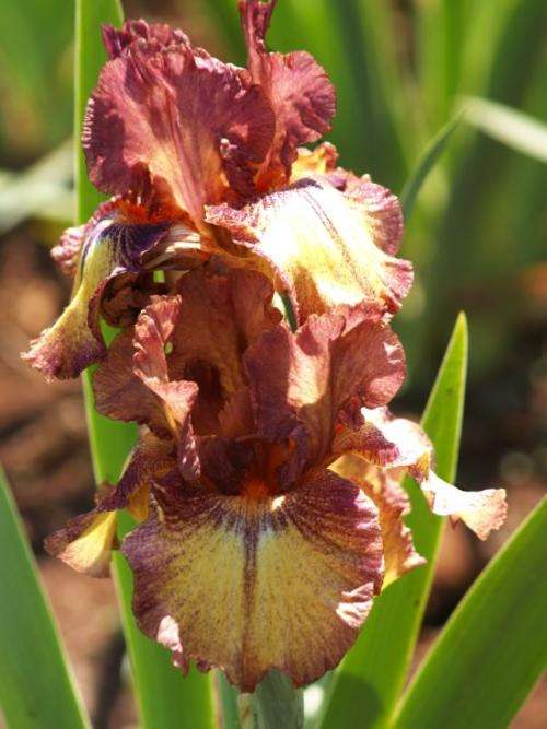 Iris Plants: 'MOUNTAIN MELODY' -  Lovely grouping of warm autumn colours