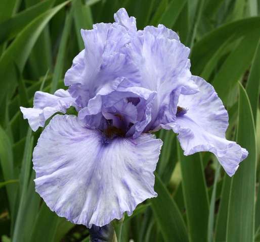 Iris Plants: 'PRETTY WOMAN' - Ruffled light lavender blue, deep purple beards