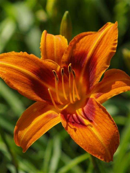 Daylily Plants: 'BURNT EYE'  - Brilliant orange daylilies with distinct red eye zone! *EYECATCHING!*