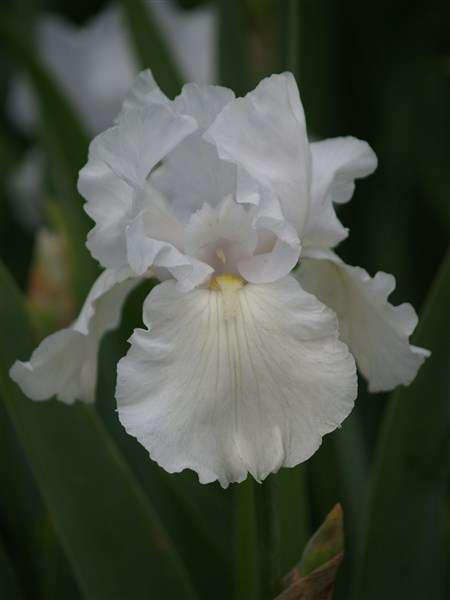 Iris Plants: 'PATRICIA CRAIG' - White as snow, irises - **VIGOROUS GROWER!!**