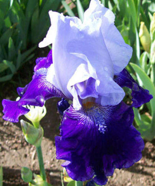 Iris Plants: SKYLAB - Light silvery blue standards on deep navy blue falls -* EYECATCHING!*