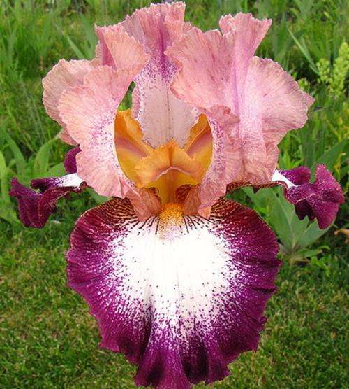 Iris Plants: 'CHANGE OF PACE' - Delicate pink and deep rose violet plicata *SHOWSTOPPER!*