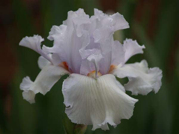Iris Plants: 'MESMERIZER' - MASSIVE Ice-white flowers - *VIGOROUS GROWER & REBLOOMING!!)**