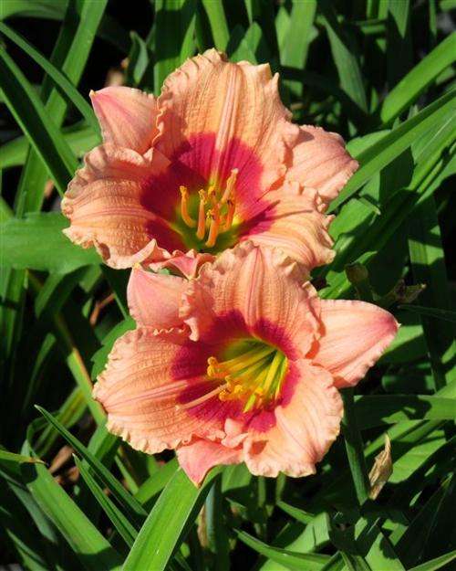 Daylily Plants : SILOAM ROBBIE BUSH *Miniature variety* Low growing, ideal for borders!