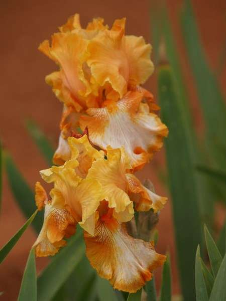 Iris Plants: Variety: CAJUN RHYTHM - Bright coloured ocher-orange with a splash of white!
