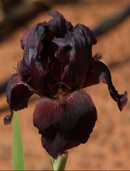 Iris Plants: EDENITE -  Sooty, red black, with brown beard - UNUSUAL!!