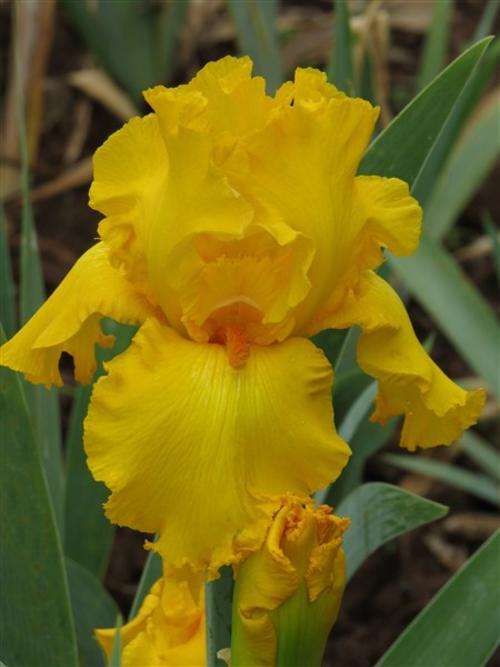 Iris Plants: 'THROB' - BIG, ruffled, golden yellow flowers with striking tangerine beard