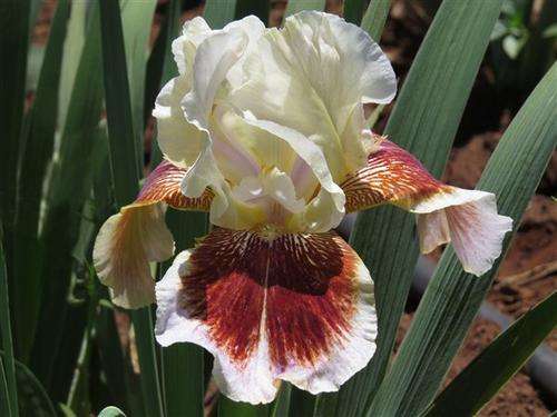 Iris Plants: 'REPARTEE'  -  Ivory standards on Carmine red falls, broad ivory border.