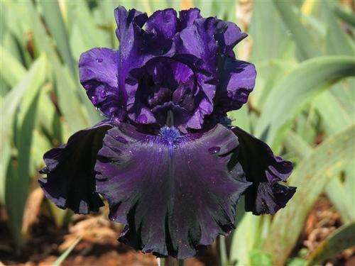 Iris Plants: BLACK BUTTE - Heavily ruffled, deep obsidian black - VERY LIMITED AVAILABILITY