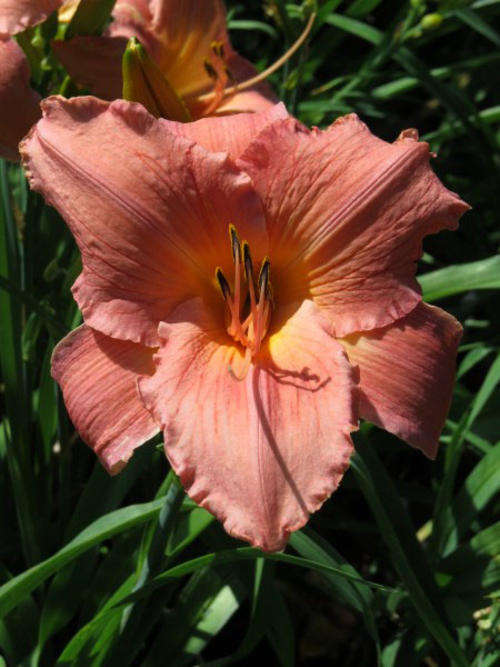 Daylily Plants: 'FRANK GLADNEY'  - HUGE, broadleaved, soft peachy pink blooms (LIMITED availability)